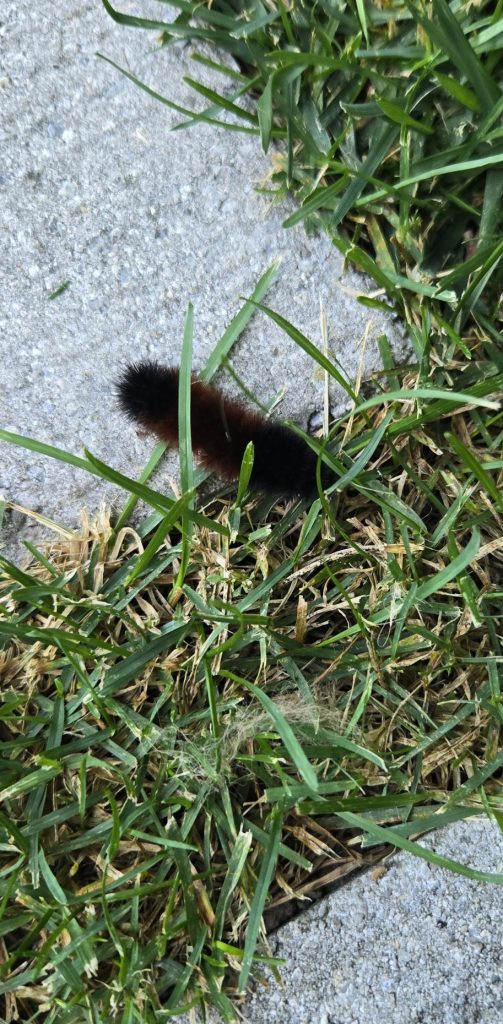 Woolly bear caterpillar landscape