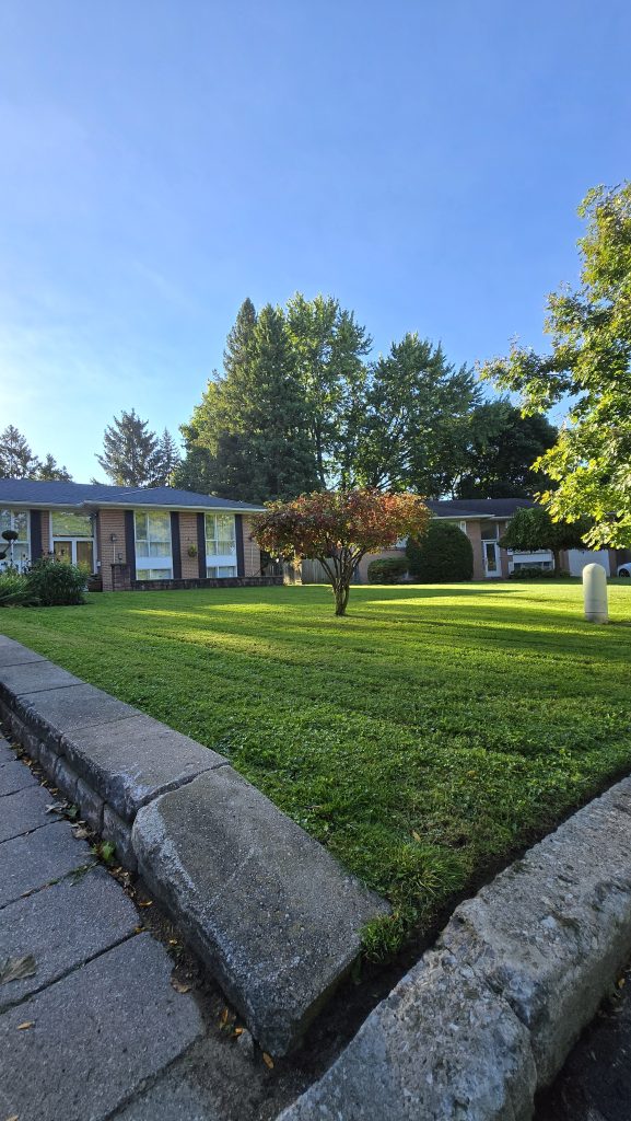 Amur maple tree front yard