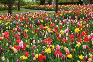 Colourful Tulips