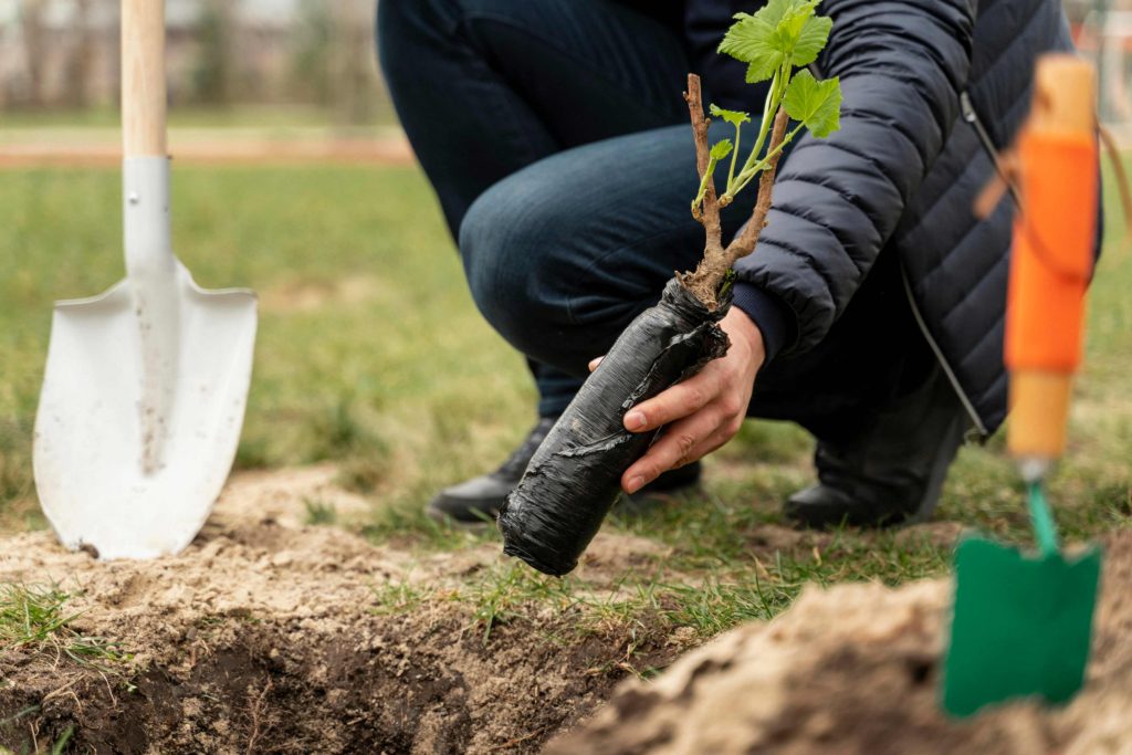 Man planting sapling into ground