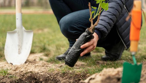 Man planting sapling into ground