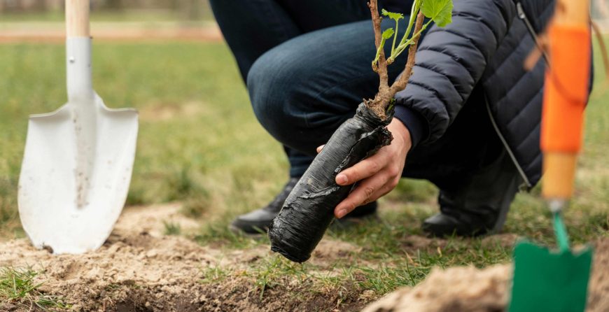 Man planting sapling into ground