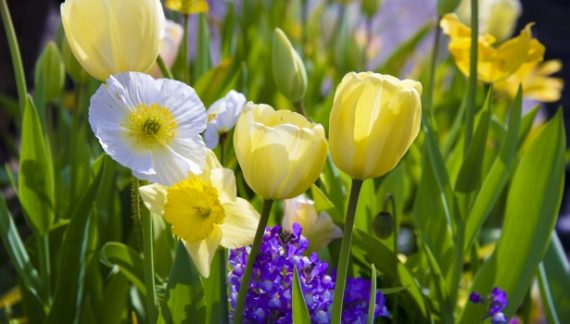 Tulips and Daffodils