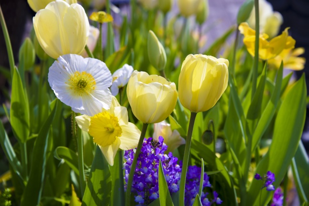 Tulips and Daffodils